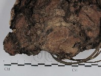 藏品(靈芝屬)的圖片