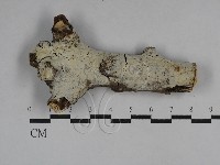 藏品(絲齒菌屬)的圖片