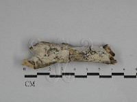 藏品()的圖片
