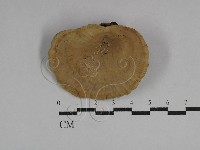 藏品(多孔菌屬)的圖片