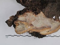 藏品(靈芝屬)的圖片