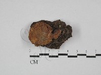 藏品(皺木耳)的圖片