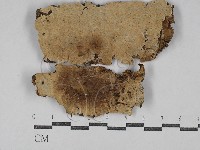 藏品(容氏菌屬)的圖片