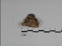 藏品(硬孔菌屬)的圖片