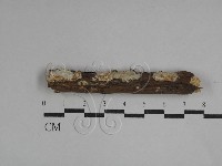 藏品(革墊菌屬)的圖片