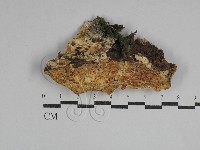 藏品(硬孔菌屬)的圖片