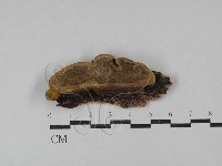 藏品(木層孔菌屬)的圖片