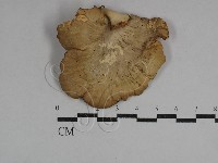 藏品(多孔菌屬)的圖片