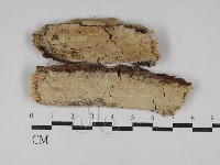 藏品(傑克菌屬)的圖片