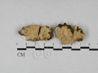 藏品(多年臥孔菌屬)的圖片
