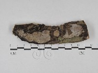 藏品(多年臥孔菌屬)的圖片