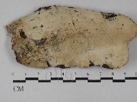 藏品(顯絲菌屬)的圖片