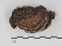 藏品(多年臥孔菌屬)的圖片