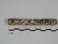 藏品(齒耳菌屬)的圖片