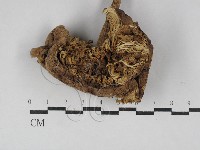 藏品(高大環柄菇)的圖片