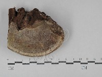 藏品(靈芝屬)的圖片