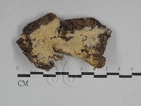 藏品(革墊菌屬)的圖片