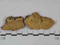 藏品(射脈菌屬)的圖片