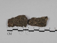 藏品(毛木耳)的圖片