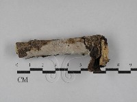 藏品(刺皮菌屬)的圖片