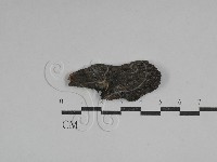 藏品()的圖片