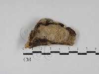 藏品(纖孔菌屬)的圖片