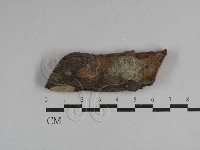 藏品(刺革菌屬)的圖片