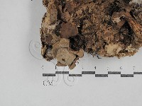 藏品(地星屬)的圖片