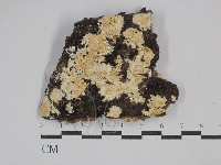 藏品(齒耳菌屬)的圖片