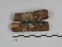 藏品(韌革菌屬)的圖片