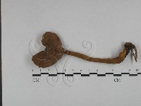 藏品(假芝屬)的圖片