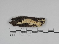 藏品(絲齒菌屬)的圖片