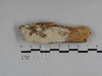 藏品(絲齒菌屬)的圖片