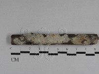 藏品(絲皮菌屬)的圖片