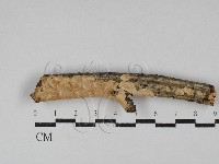 藏品(容氏菌屬)的圖片