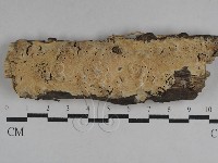 藏品(絲齒菌屬)的圖片