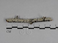 藏品(絲皮菌屬)的圖片