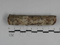 藏品(絲皮菌屬)的圖片