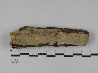 藏品(射脈菌屬)的圖片