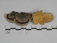 藏品(栓菌屬)的圖片