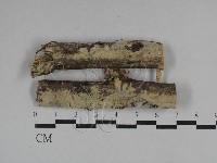 藏品(絲齒菌屬)的圖片