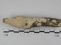 藏品(射脈菌屬)的圖片