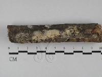 藏品(顯絲菌屬)的圖片