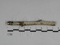 藏品(絲皮菌屬)的圖片