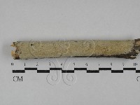 藏品(射脈菌屬)的圖片