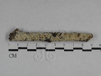 藏品(冇骨消絲齒菌)的圖片