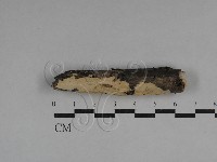 藏品(絲齒菌屬)的圖片