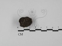 藏品(台灣塊菌)的圖片