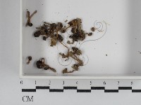 藏品(小菇屬)的圖片