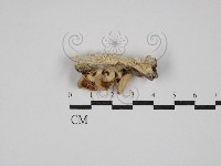 藏品(糙皮側耳)的圖片